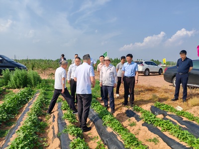 國家甘薯產(chǎn)業(yè)體系首席專家來我市調(diào)研指導(dǎo)農(nóng)業(yè)科學(xué)研究與試驗發(fā)展